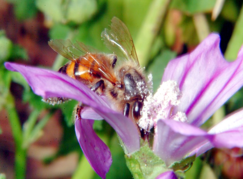 Api, malva e insetto rossonero